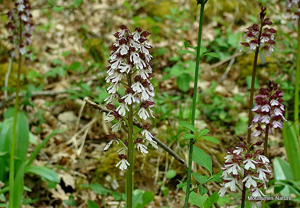 Lady Orchid