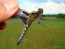 Broad-bodied Chaser male