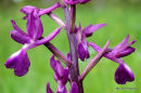 Loose-flowered Orchid 