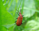 Pyrochroa serraticornis