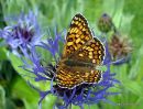 Knapweed Fritillary, La Melitee des centaurees