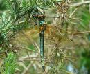 Downy Emerald female imm.