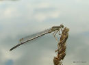 White-legged Damselfly male imm