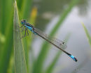 Blue-tailed Damselfly male