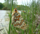 Knapweed Fritillary