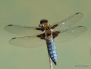Broad-bodied Chaser male, Libellule deprimee