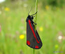 Cinnabar Tyria jacobaeae