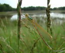 Southern Emerald female teneral