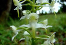 Greater Butterfly Orchid, Platanthere verdatre