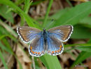 Adonis Blue female