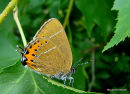 Black Hairstreak