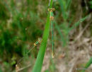 Southern Emerald male+female