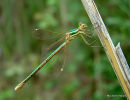 Southern Emerald female