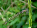 Blue-tailed Damselfly fem imm violacea