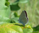 Little Blue, L'Argus frele 