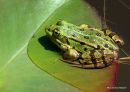 Edible Frog