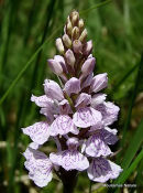 Dactylorhiza maculata ericetorum