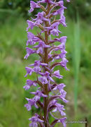 Fragrant Orchid
