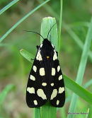 Cream-spot Tiger Willowherb Hawkmoth Arctia villica