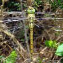 Southern Migrant Hawker fem teneral