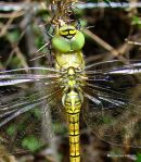 Southern Migrant Hawker fem teneral