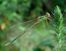 Southern Emerald female teneral
