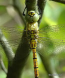 Southern Migrant Hawker male teneral