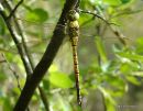 Southern Migrant Hawker male teneral