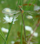 Willow Emerald fem teneral