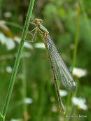 Willow Emerald female teneral