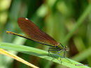 Beautiful Demoiselle female