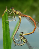 Orange White-legged Damselfly pair
