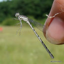 Common Blue Damselfly fem