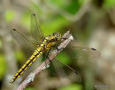 Black-tailed Skimmer female