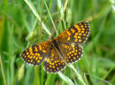 Heath Fritillary