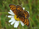 Heath Fritillary