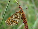 Heath Fritillary
