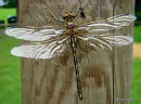Orange-spotted Emerald male teneral