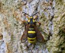 Hornet Clearwing Sesia apiformis