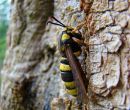Hornet Clearwing