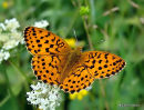 Marbled Fritillary