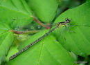 Azure Damselfly female