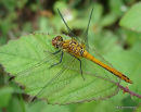 Ruddy Darter male imm.