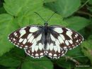 Marbled White