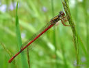 Small Red Damselfly female intermedium