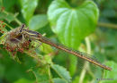 Orange White-legged Damselfly female