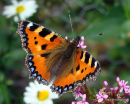 Small Tortoiseshell