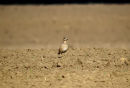 Dotterel, Pluvier guignard