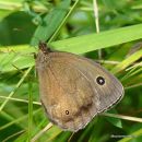 Dryad female