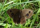 Dryad female